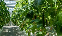 Integrated control of Mycosphaerella